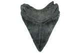 Serrated, Fossil Megalodon Tooth - South Carolina #325742-1